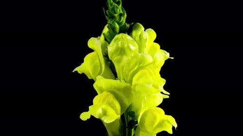 Épanouissement des fleurs, floraison des fleurs
