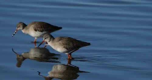 Common redshank redshank, the Camargue, France