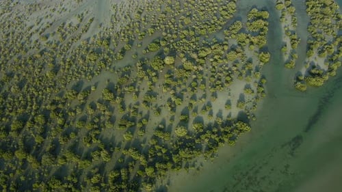 Top view of Umm Al Quwain Mangroves, United Arab Emirates, UAE mangroves. 4k Footage