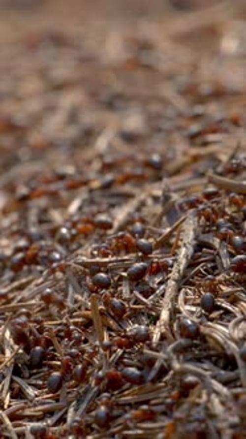 Vertical Screen Ant Hill with Colony of Insect