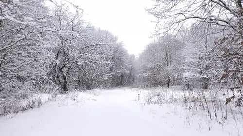 Winter Fairytale in Dense Forest Covered with Fluffy White Snow