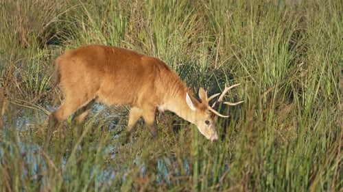 Marsh Deer Buck Feeding In Wetland Habitats. - tracking shot