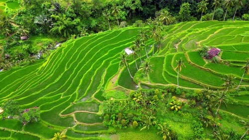 Rice fields.