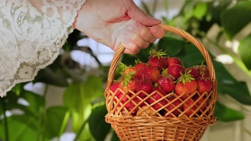 Red strawberry in the basket on green summer background