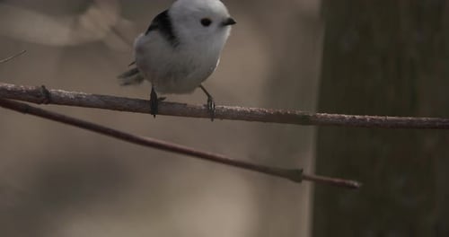 Langschwanzmeise gefangen und