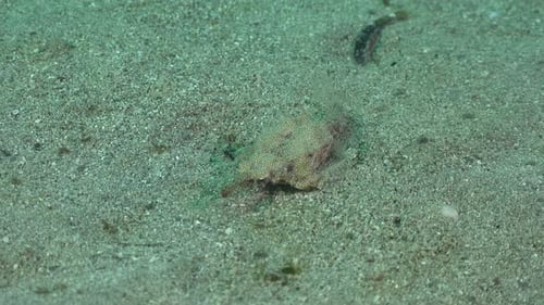 Seemotte bewegt sich über Sand auf dem Meeresboden im Roten Meer