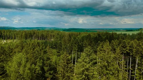 Thick Conifer Forest Stretching Across Valley Under Cloudy Sky Dense Evergreen Trees Covering