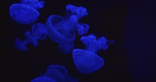 Cluster of spotted blue jellyfish glowing vibrantly in dark deep sea environment.