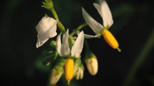 Close Up of Blooming White Flowers with Yellow Centers