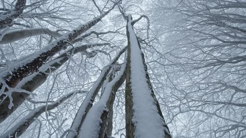 Snowy Winter Forest Canopy with Bare Trees