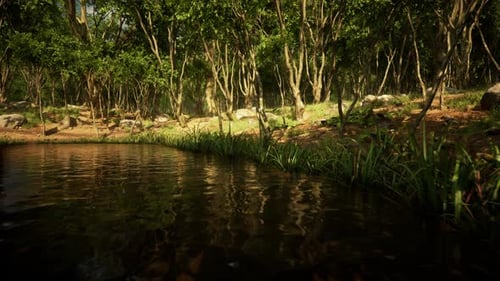 Pond in Mossy Green Forest