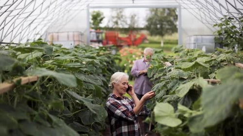 Senior Couple Farming Vegetables Inside Greenhouse Talking on Phone