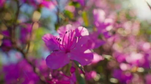 Sunlight Filters Through Pink Azalea Blossoms in Shallow Depth of Field