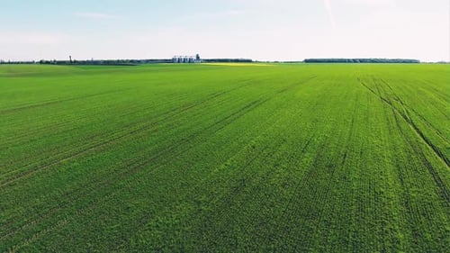 Eine grüne Wiese im Frühling, eine Luftaufnahme
