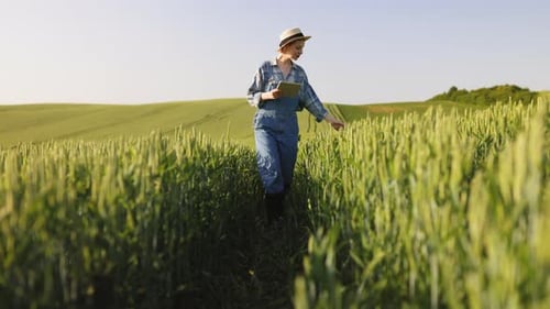 Farmer with Tablet in Wheat Field