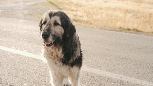 Schäferhund sitzt auf dem Hügel und schaut in die Kamera