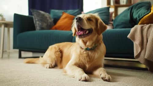 Golden Retriever Resting Comfortably at Home