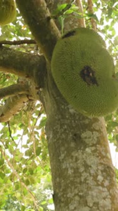 Vertikales Video. Große reife Jackfrucht, die am Baum hängt und das Sonnenlicht scheint durch das üppige Blätterdach