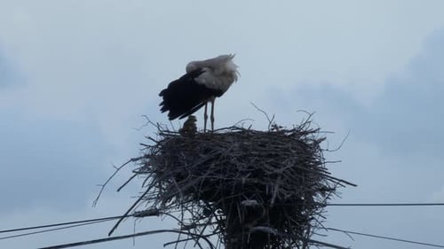 Storks' nest on top of a wooden electricity pole, with a stork accompanying her chicks.