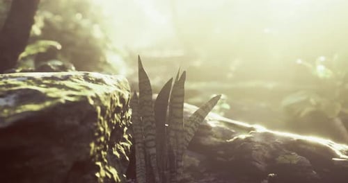 Sunlight Streams Through Trees Creating a Tranquil Atmosphere