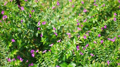 Blooming Purple Flowers with Green Leaves