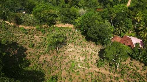Lush Green Tropical Landscape Aerial View