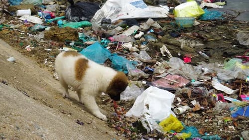 Puppy searches for food in trash and litter