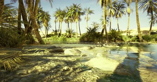 Serene Oasis in a Desert Landscape with Lush Palm Trees and Clear Water