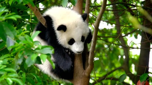 Adorable Baby Panda Resting Peacefully in a Tree