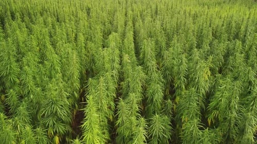 Flying Over a Large Cannabis Field on a Summer Day