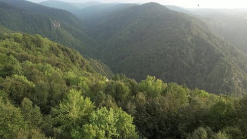 Aerial Forest and Valley