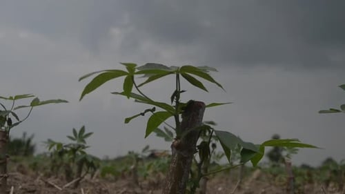 Cassava Tree Leaves Blowing In The Wind