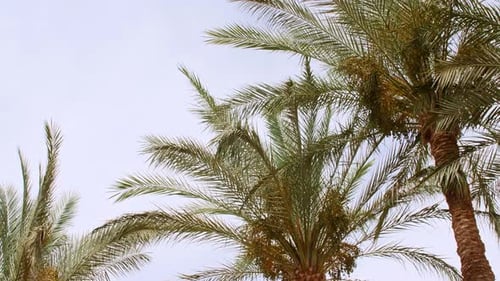 Green Palm Tree on Blue Sky Background Tropical Coconut Palm Leaf Trees at Sunlight Advertising