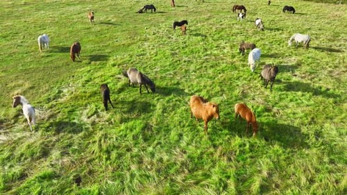 Herd of Horses in the Meadows of Iceland Unique Icelandic Horses Grazing Rural Animals in