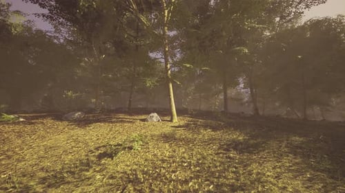 Sunlight Filtering Through Trees in a Serene Forest During Golden Hour