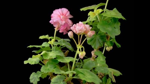 Pink Geranium Blooming Flower Close Up