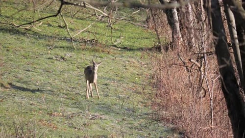 Single female Roe deer standing alert in alpine meadow and forest in background.