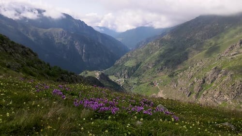 Flowering Meadows