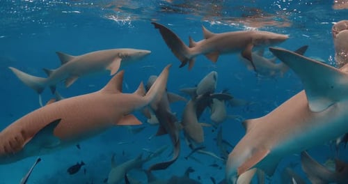 Close Up View of Sharks with Tropical Fishes Underwater in Transparent Blue Sea Slow Motion