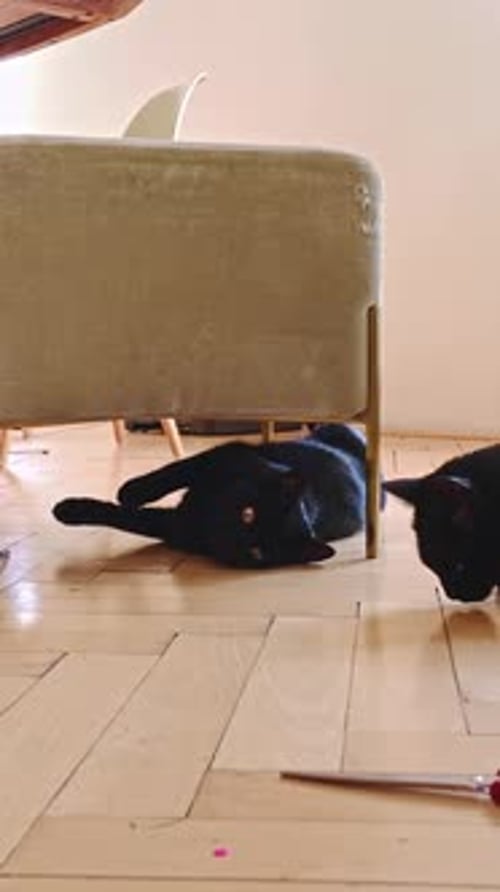 Two Black Cats Play Under a Couch