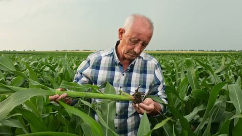 Senior farmer standing in corn field examining crop root in his hands.