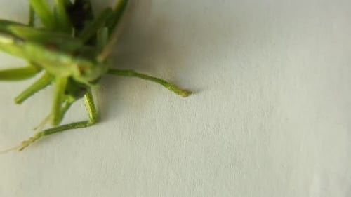 Heuschrecken greifen Beute an Heuschrecken fressen ein Insekt Eine Heuschrecke greift ein Insekt an