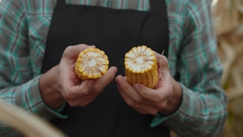 Farmer Holding Freshly Picked Corn in Cornfield