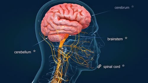 Human Brain Anatomy: Cerebellum and Nervous System 3D Animation