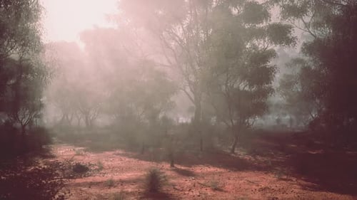 A Dense and Misty Forest with a Multitude of Towering Trees