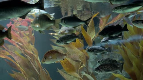 Close Up Footage of Many Small Tropical Fishes That are Swimming Under the Water Tropical Underwater