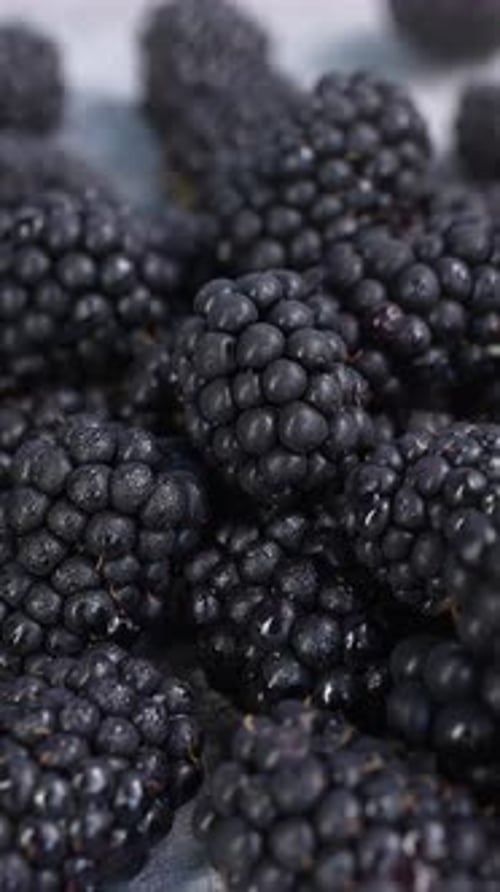 Close Up of Pile of Fresh Blackberries