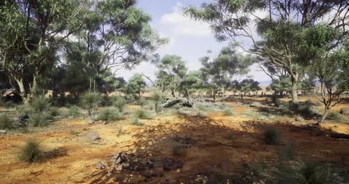 Exploring a Sunlit Australian Outback Landscape Filled with Vegetation