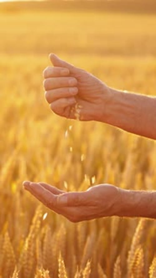 Farmer sifting grains in hands. Hands of a man with grains against the yellow sunlight on a field.