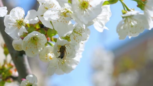 Honeybee Pollinating Delicate Cherry Blossoms in Spring